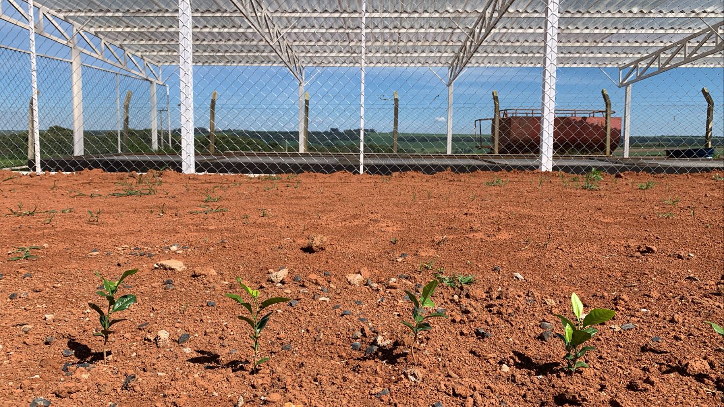 PLANTIO DE MUDAS NO IGA 11