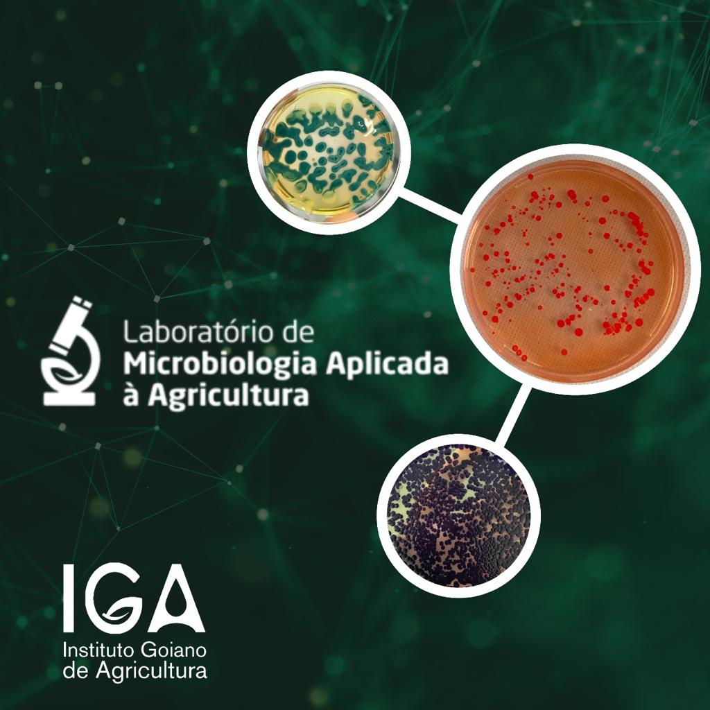 LAB MICROBIOLOGIA